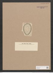 Surirella (fastuosa var.) punctata Grun. (de-Toni-Nr.: Genus 53, Species 2375) Zeichnungen Sammlung Grunow Nr. 4778 (NHMW-BOT-W0372909)